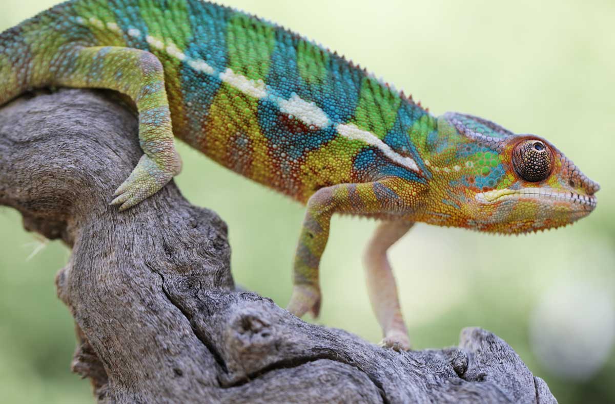 Panther Chameleons For Sale - Chromatic Chameleons