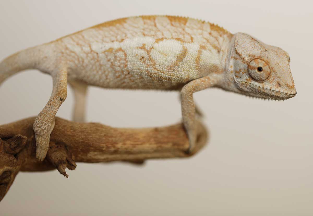 Panther Chameleons For Sale - Chromatic Chameleons