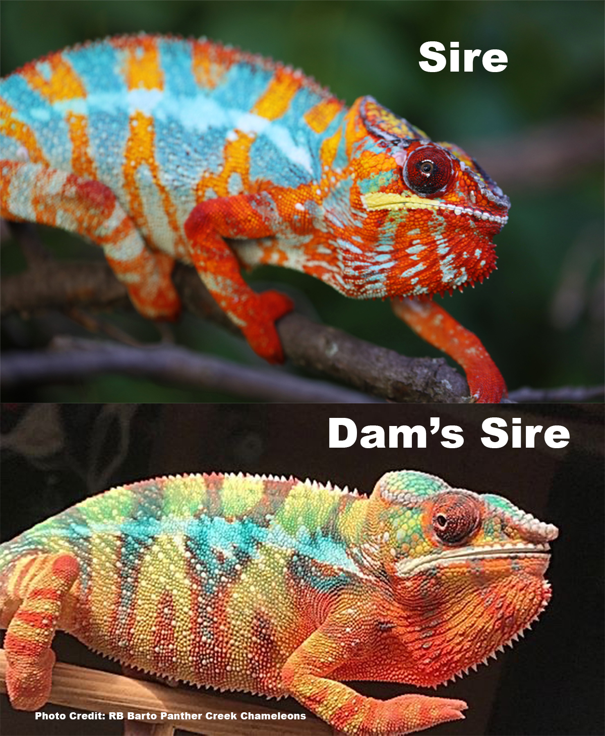 Ambilobe Panther Chameleon For Sale