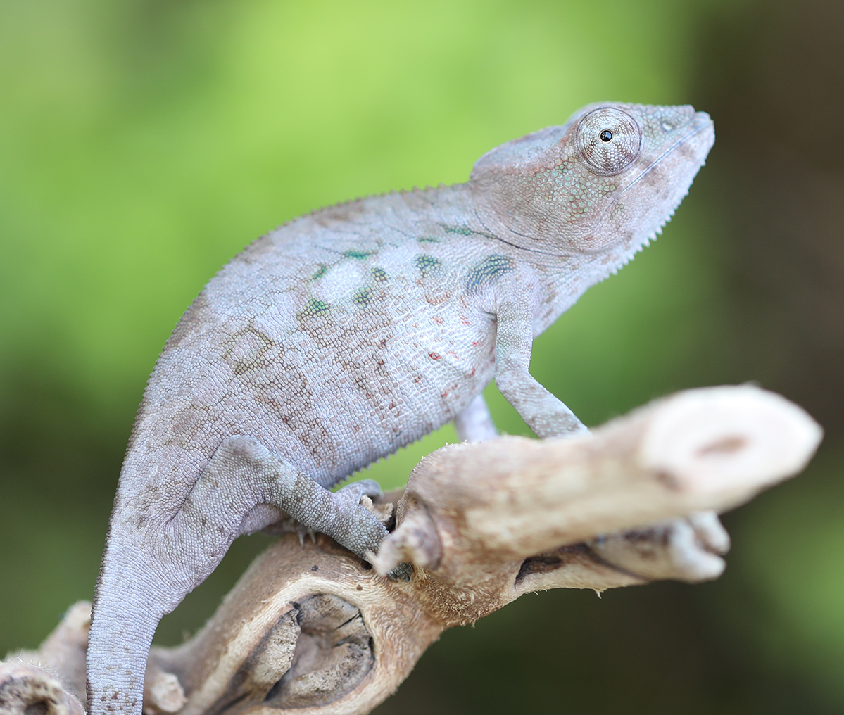 Chameleon For Sale