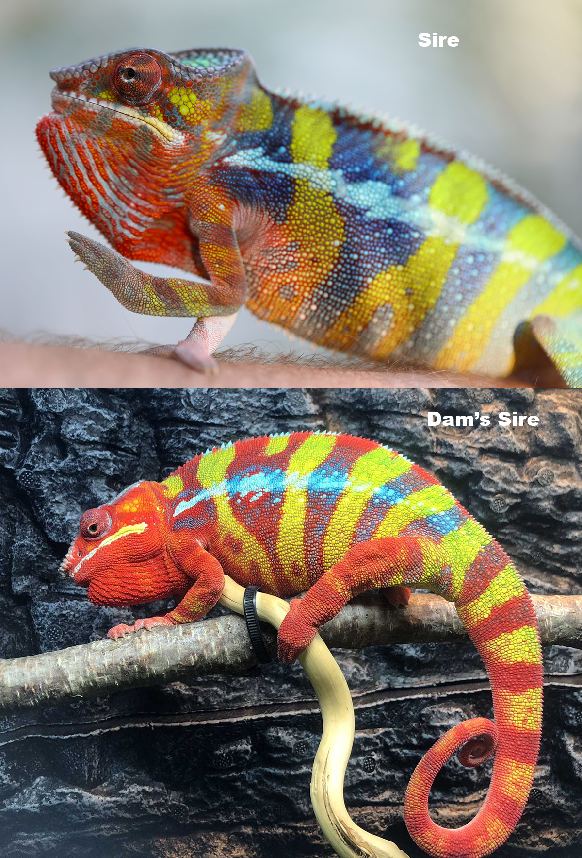 Ambilobe Panther Chameleons For Sale