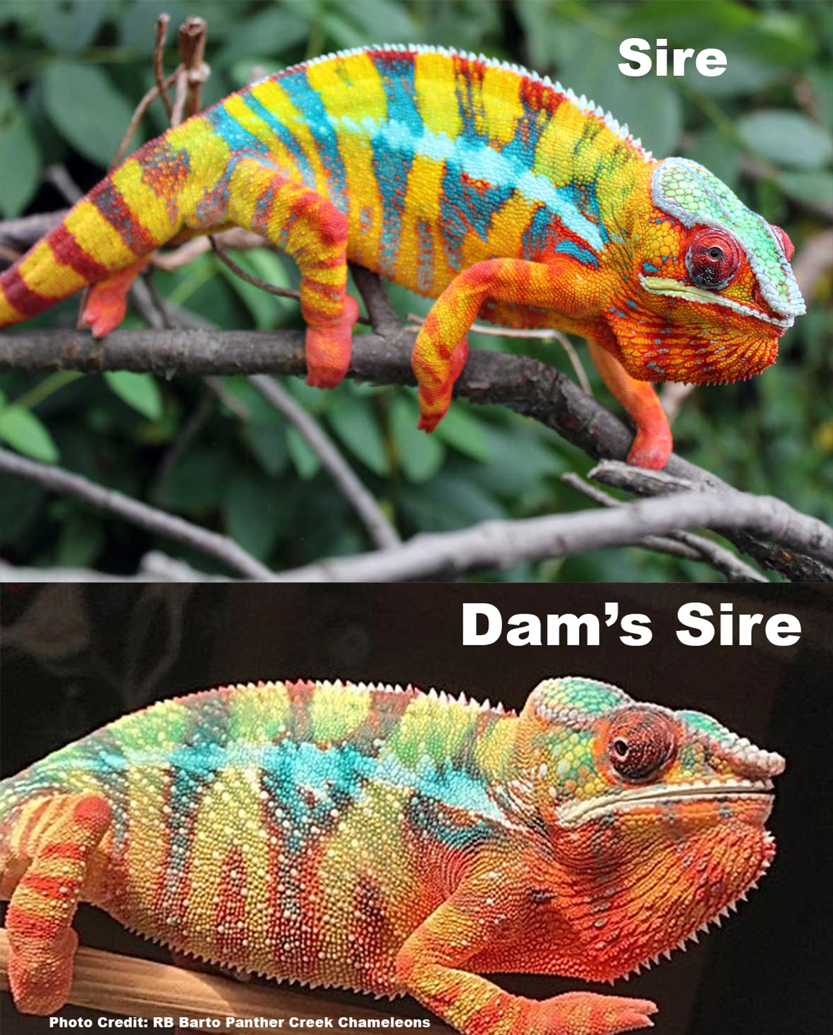 Ambilobe Panther Chameleons For Sale