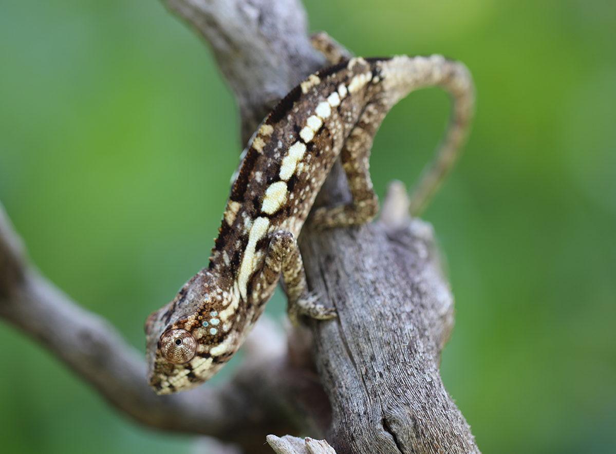 Female Ambilobe Panther Chameleon