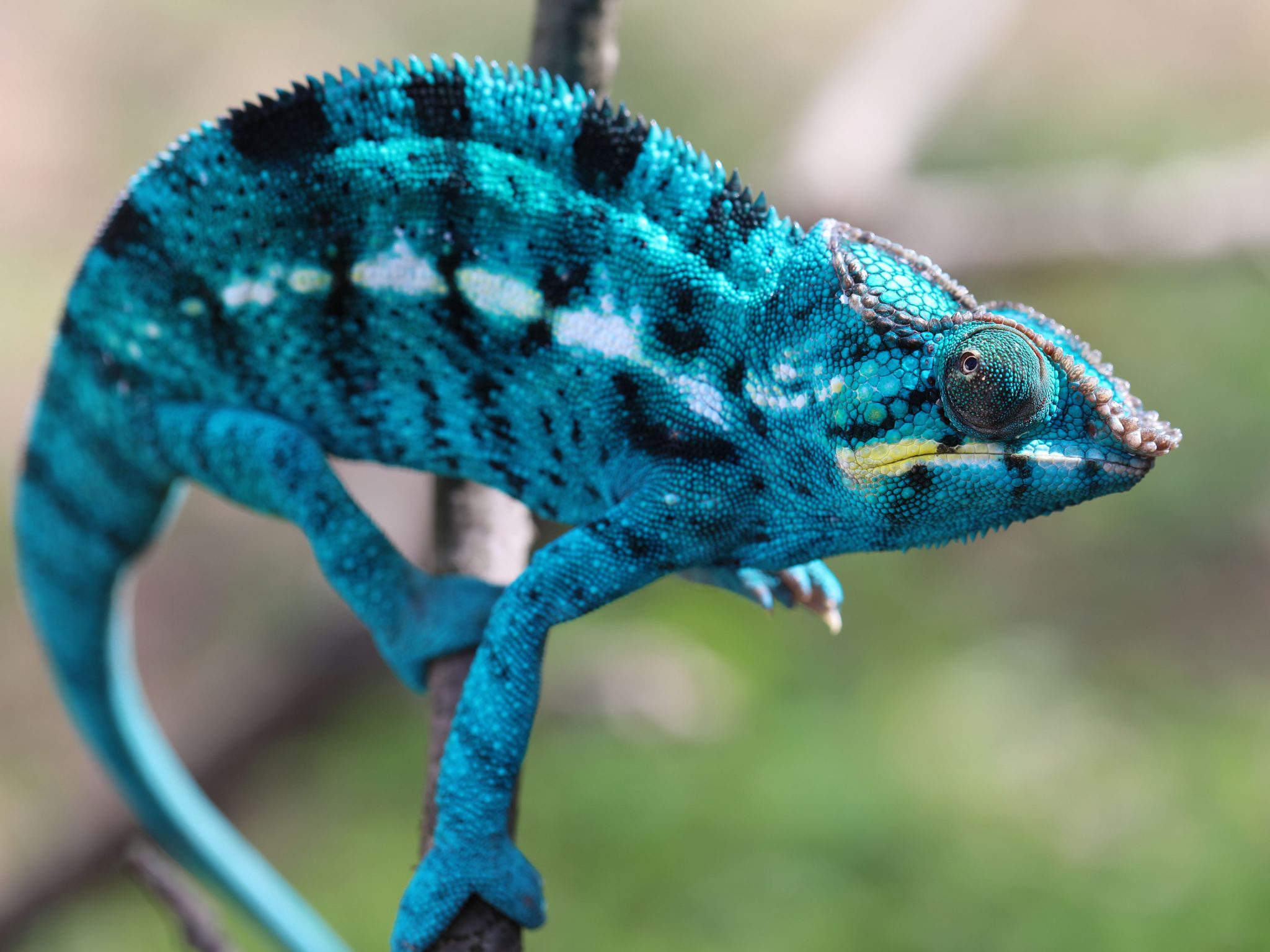 Nosy Be Panther Chameleon