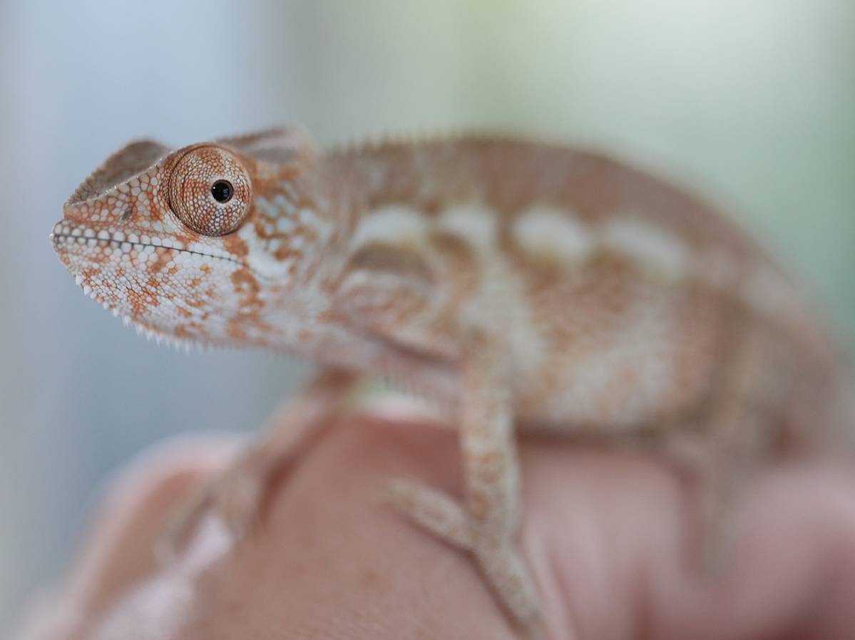 Panther Chameleon For Sale - Chromatic Chameleons