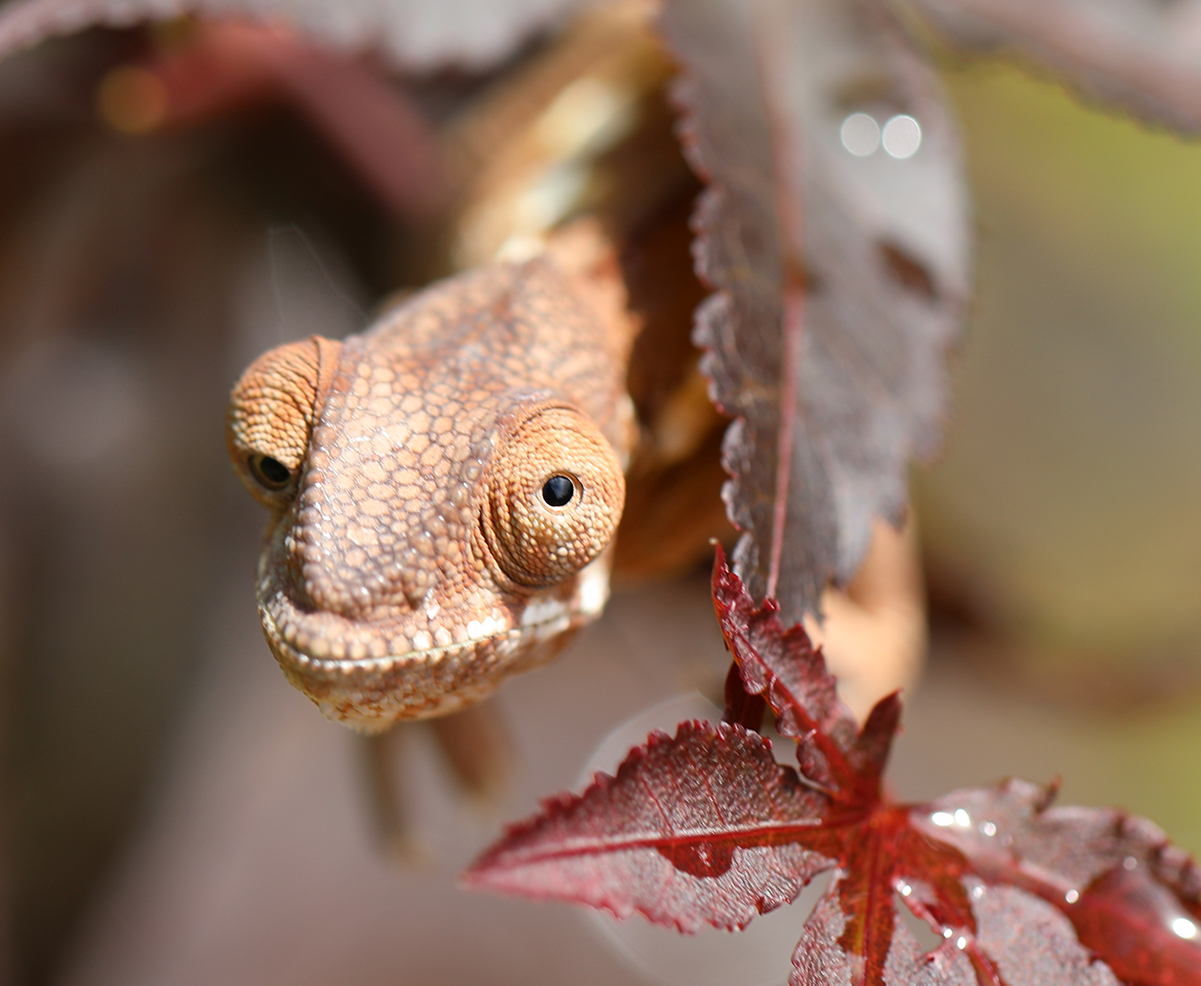 Ambilobe Panther Chameleon For Sale