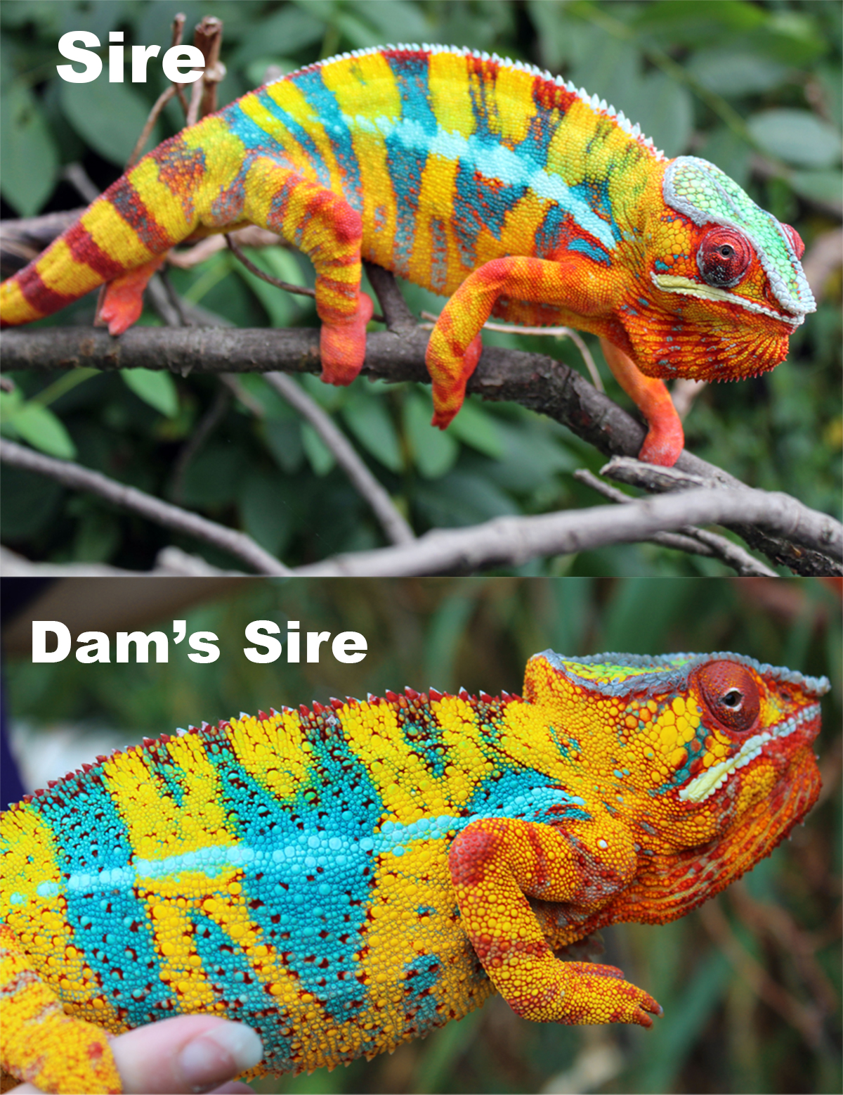 Panther Chameleon For Sale