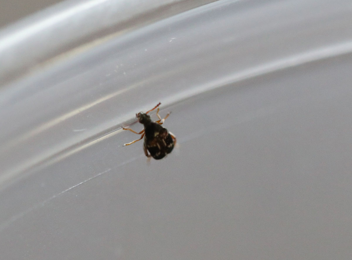 Bean Beetle culture for sale