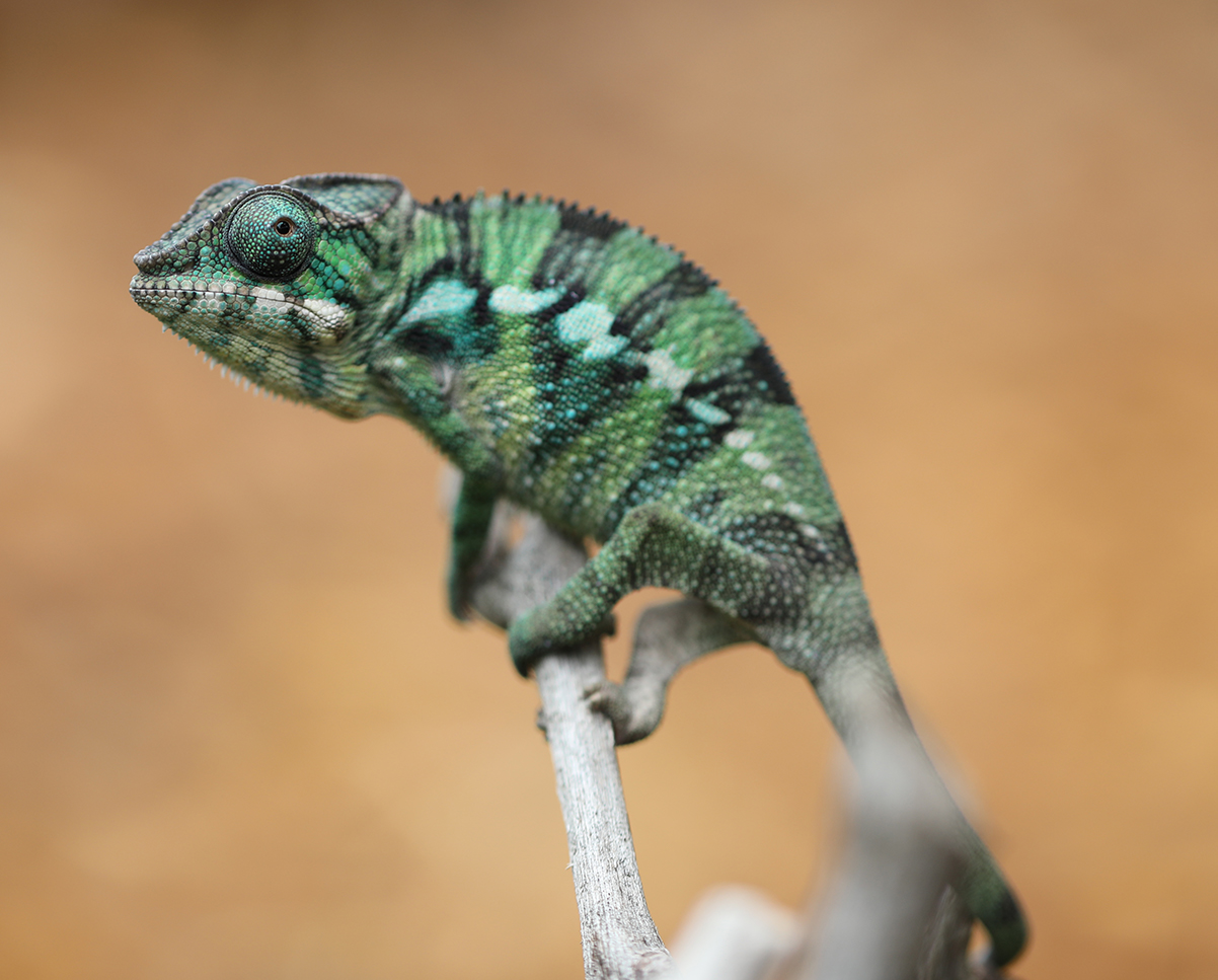 Panther Chameleons For Sale - Chromatic Chameleons