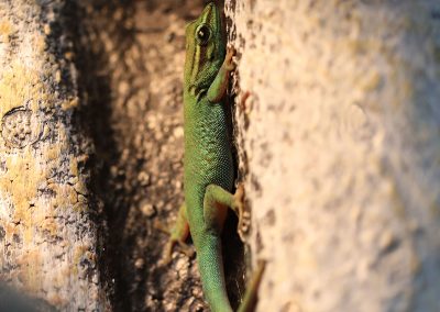 Female Electric Blue Day Gecko