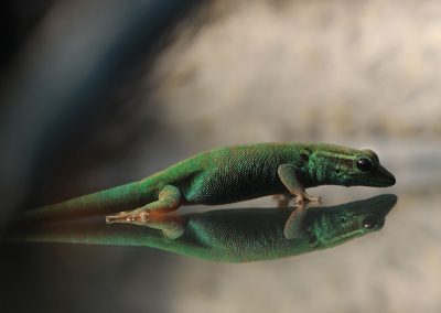 Lygodactylus Williams for sale