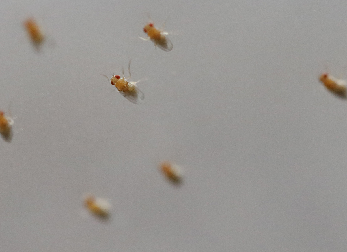 flightless fruit fly culture for sale