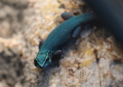 Electric Blue Day Gecko For Sale