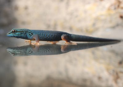 Male Lygodactylus williamsi for sale