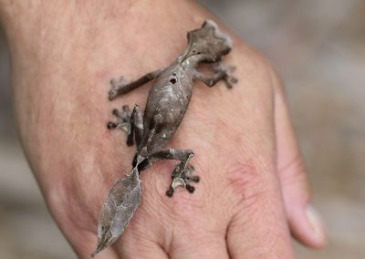 Satanic Leaf Tail Gecko For Sale