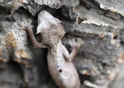 Uroplatus phantasticus for sale