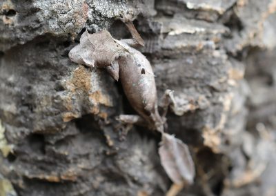 Male Satanic Leaf Tail Gecko
