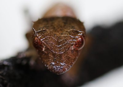 Uroplatus phantasticus for sale