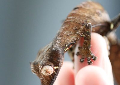 Satanic Leaf Tail Gecko For Sale