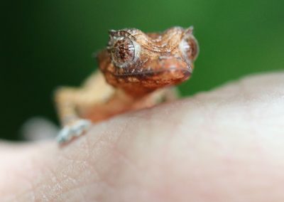 Baby Satanic Leaf Tail Gecko