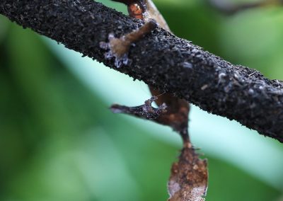 Leaf Tail Gecko For Sale