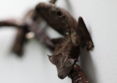 Satanic Leaf Tail Gecko