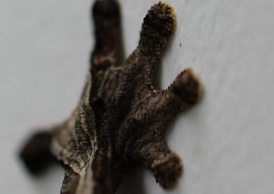 Uroplatus phantasticus foot