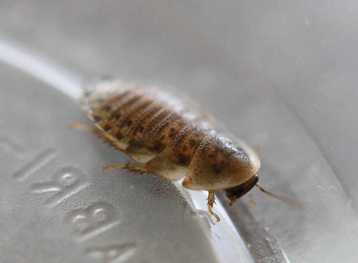 Dubia Roaches for sale
