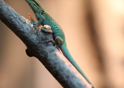 Female Electric Blue Day Gecko