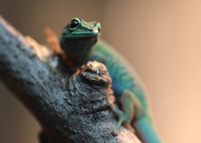 Female Lygodactylus williamsi