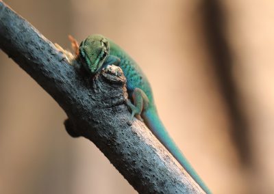 Female Lygodactylus williamsi