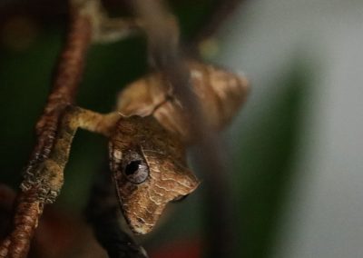 satanic leaf tail gecko for sale
