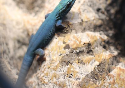 Male Electric Blue Day Gecko