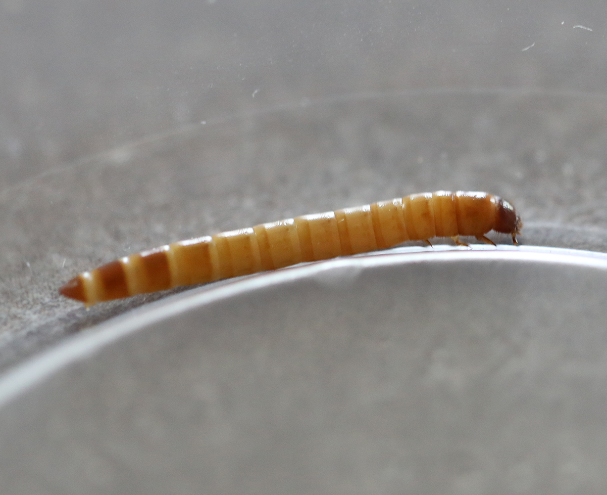 superworms for sale