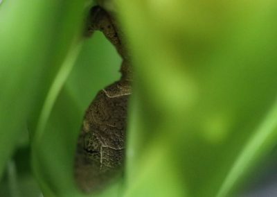 Leaf Tail Gecko