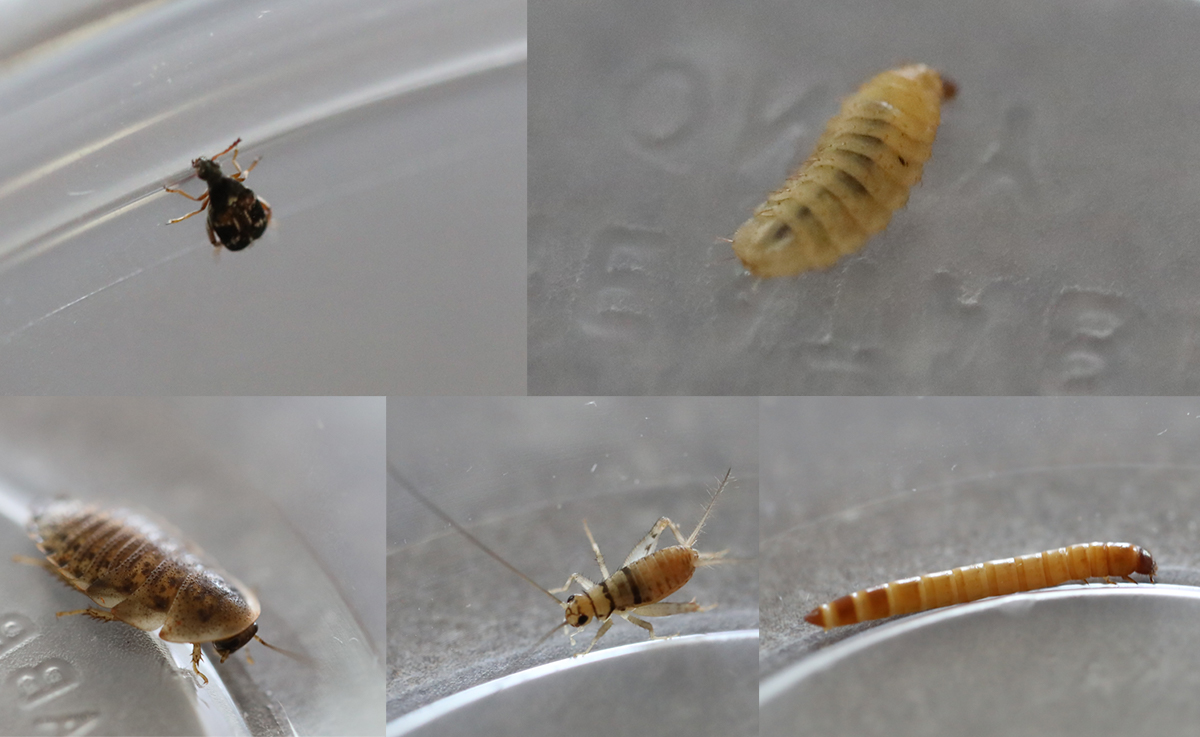 feeder insects for sale
