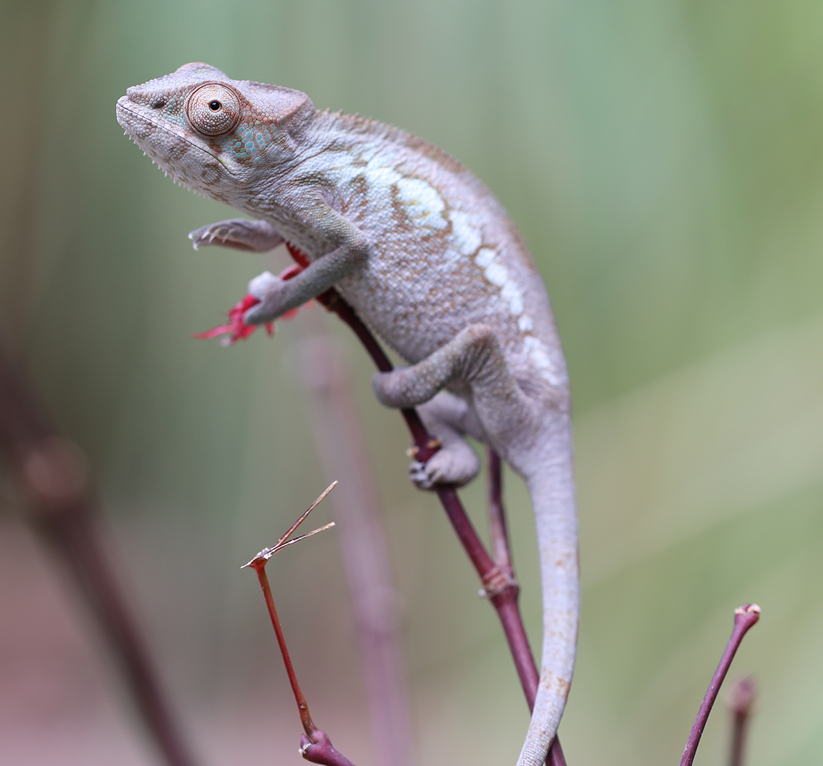 Panther Chameleon For Sale