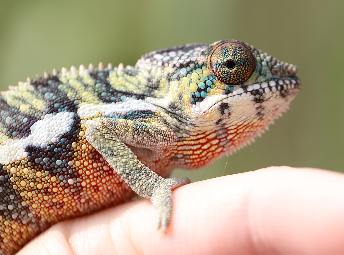Ambilobe Panther Chameleon For Sale