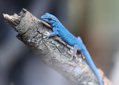 electric blue day gecko for sale