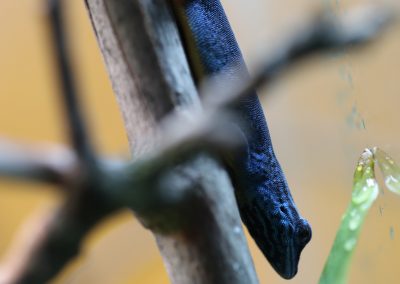 electric blue day gecko for sale