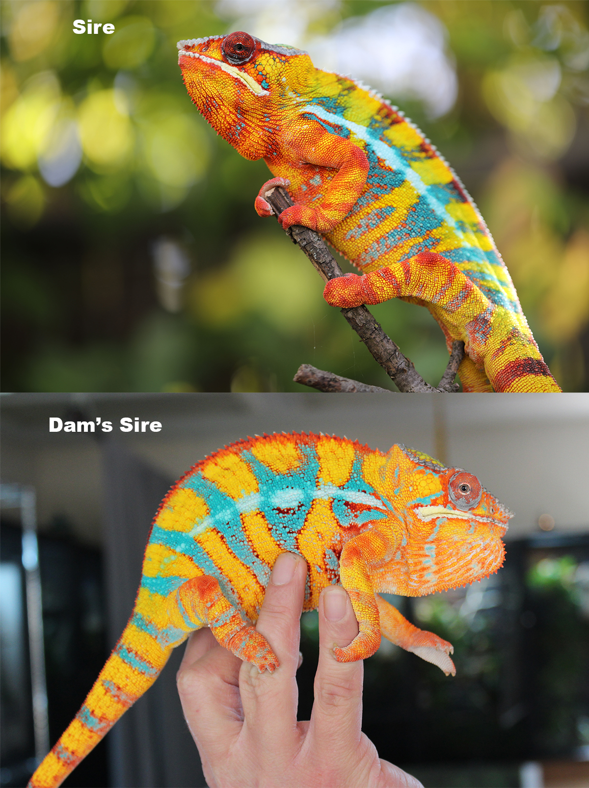 Ambilobe Panther Chameleon For Sale