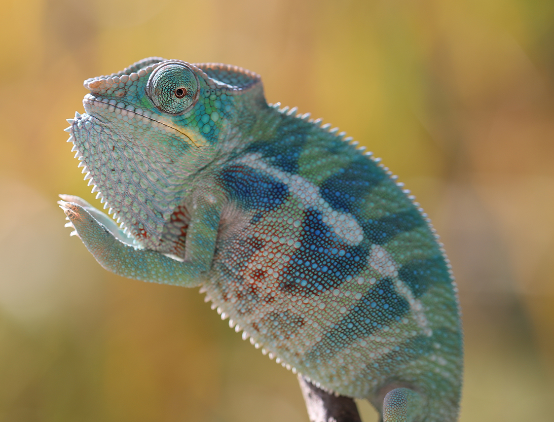 Ambanja Panther Chameleon For Sale