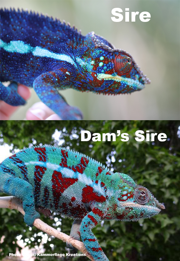 Ambanja Panther Chameleon For Sale