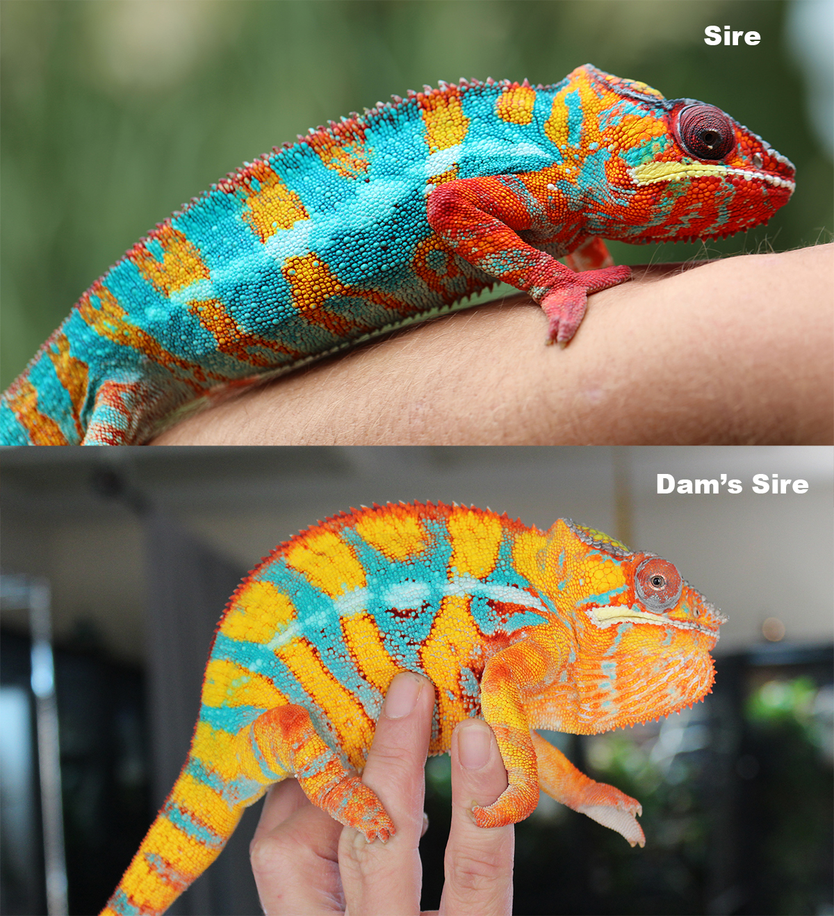 Ambilobe Panther Chameleon