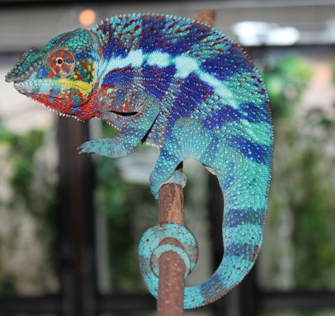 ambanja chameleons