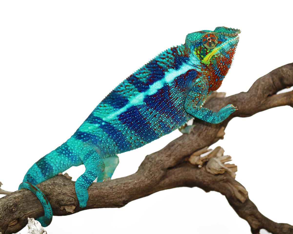 Ambanja Panther Chameleons For Sale - Chromatic Chameleons