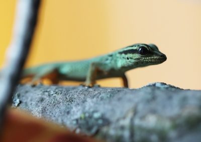 Lygodactylus williamsi for sale