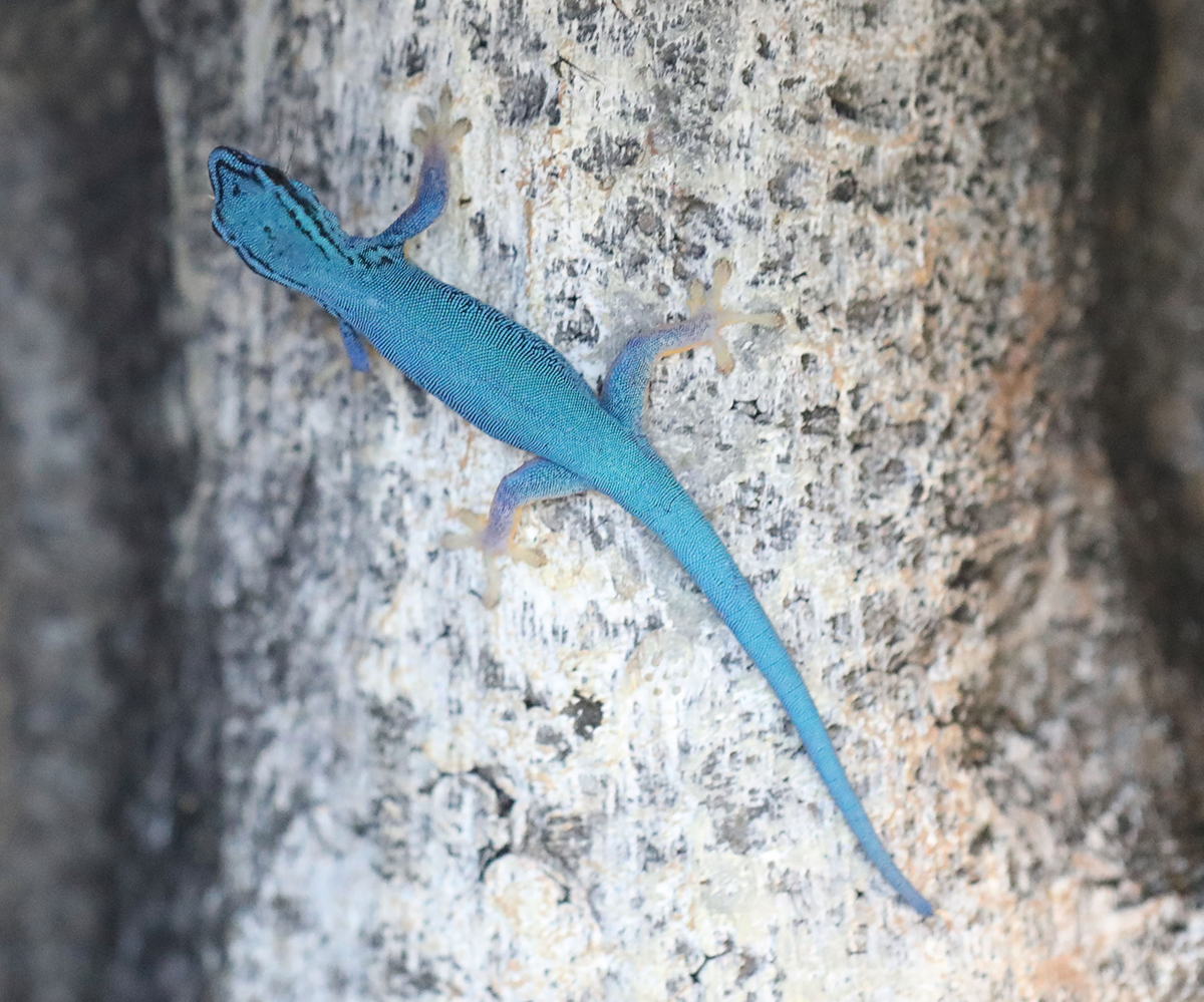 Electric Blue Day Gecko for sale