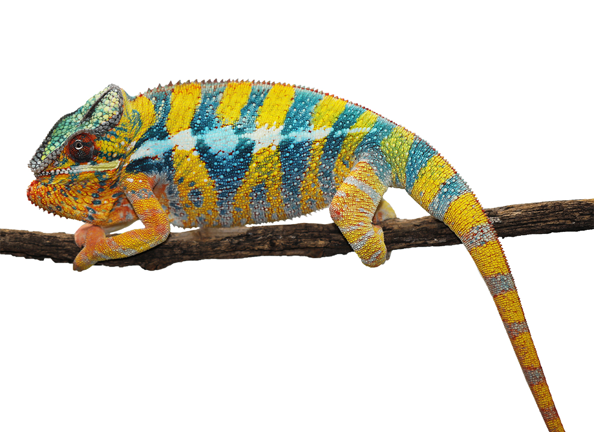 male Ambilobe Panther Chameleon