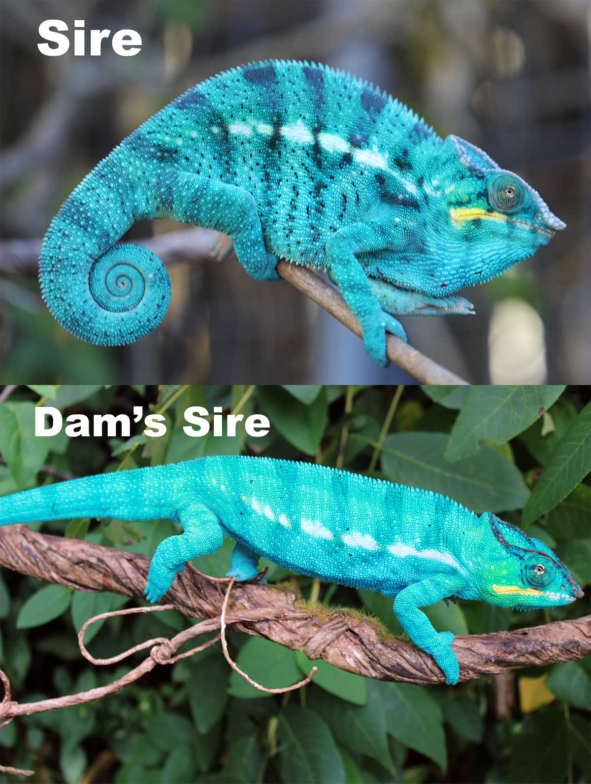 Nosy Be Panther Chameleons For Sale